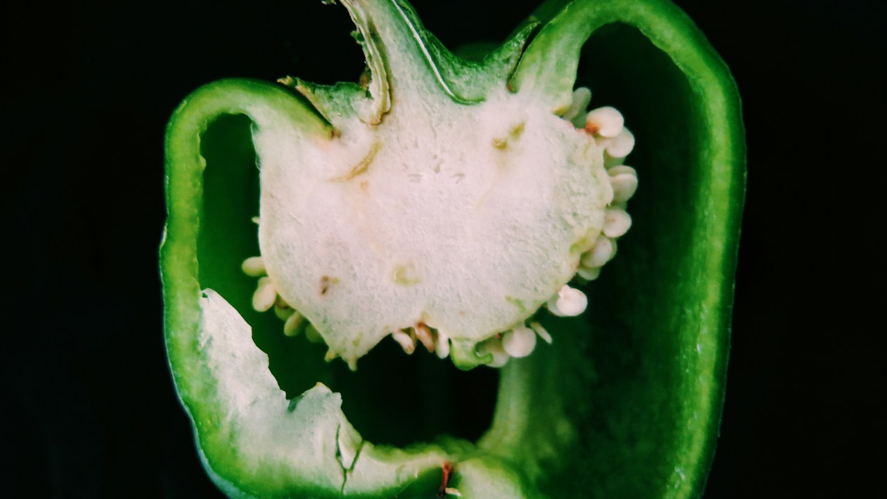 Pimiento verde revisado para detectar daños en el fruto