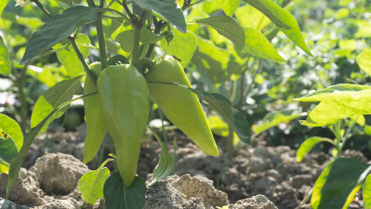 Pimientos verdes desarrollándose en una planta al aire libre