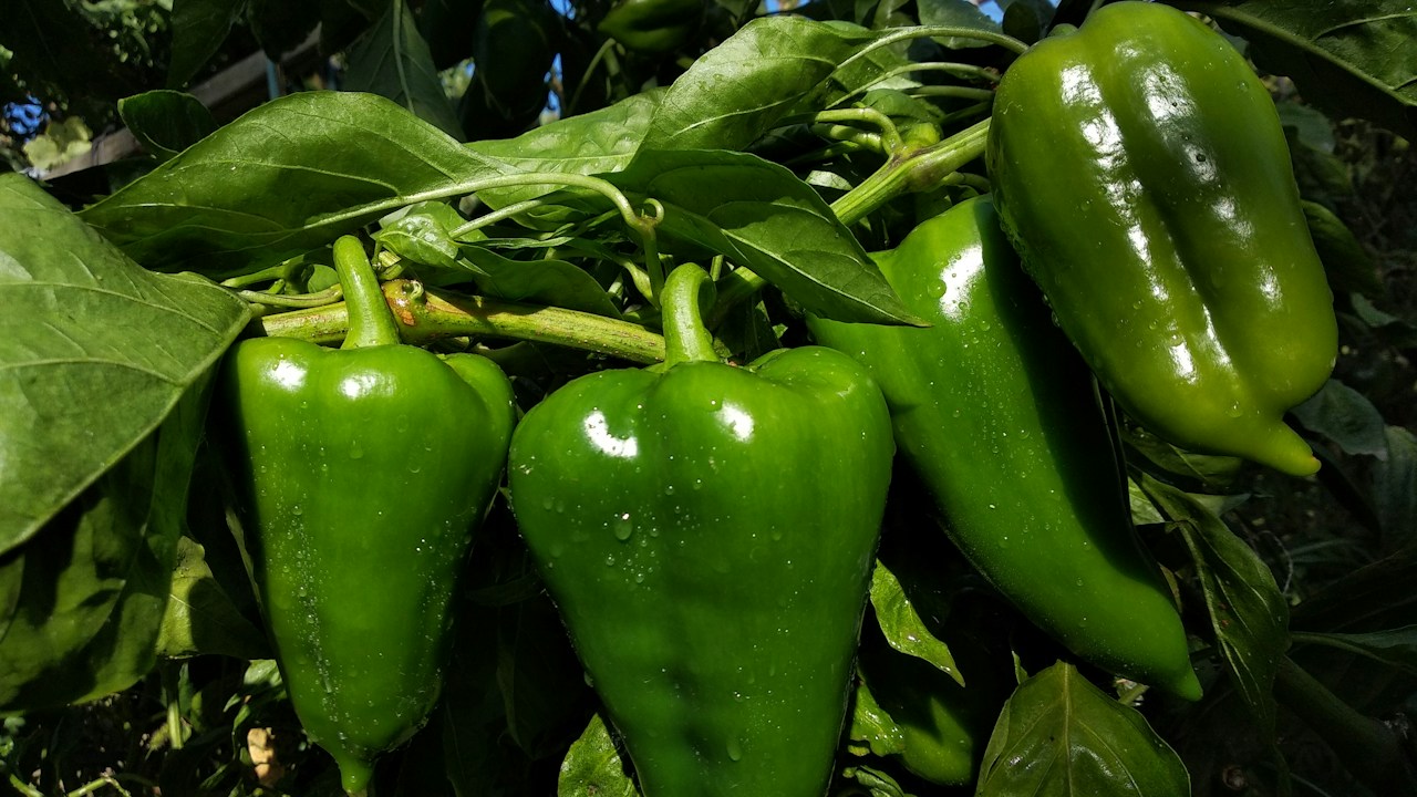 Pimientos verdes firmes todavía unidos a la planta
