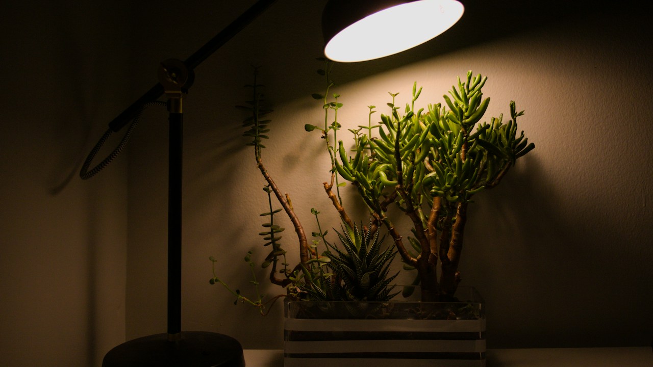 Planta de interior iluminada por una lámpara de cultivo