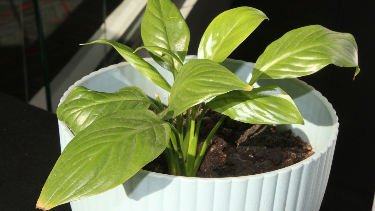 Planta de interior con signos de estrés hídrico en el follaje