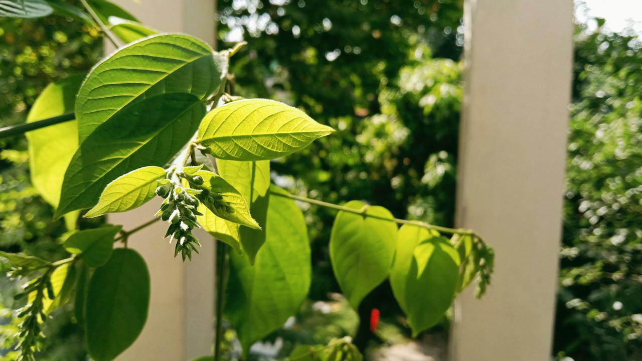 Planta de pimiento creciendo con abundante luz en el jardín