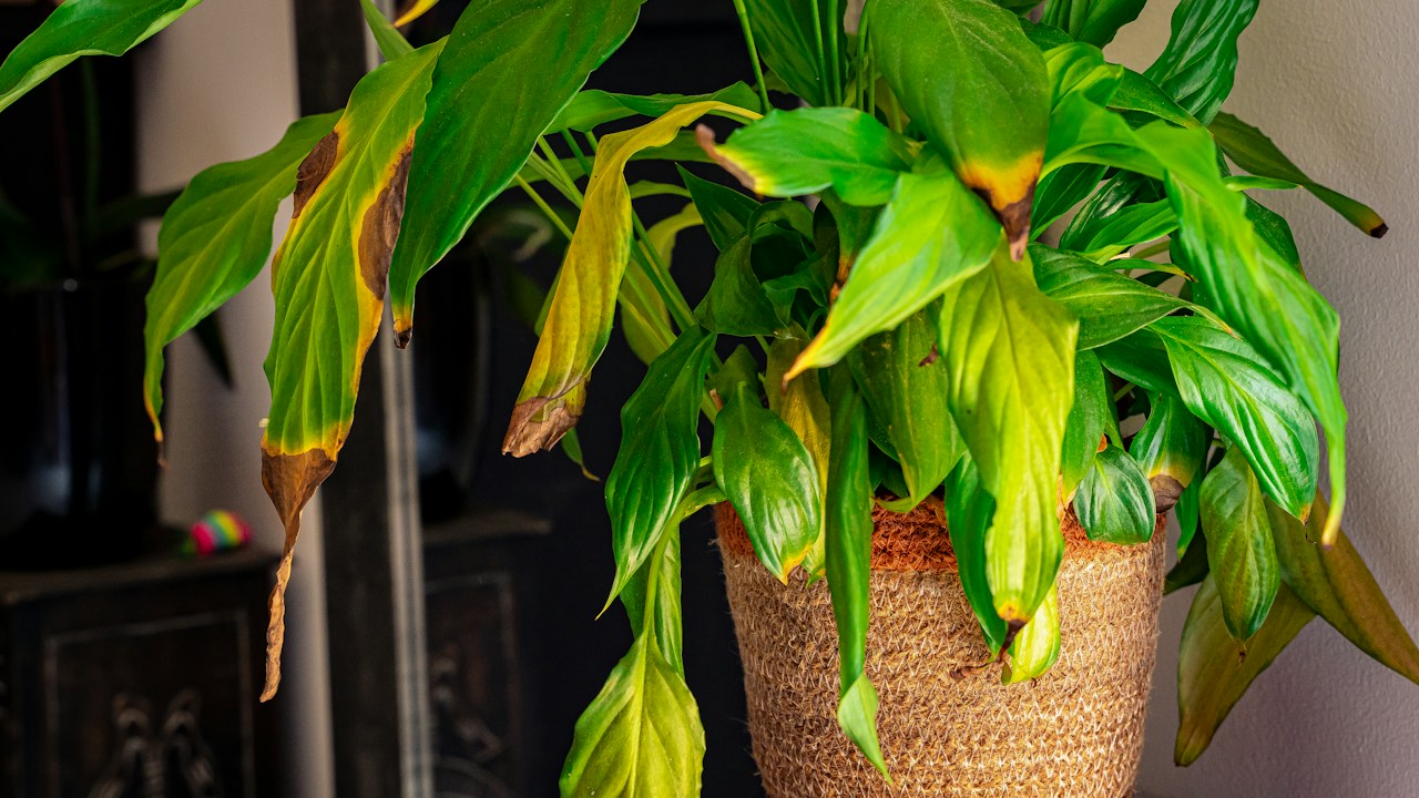 Planta en maceta observada para valorar humedad y vigor