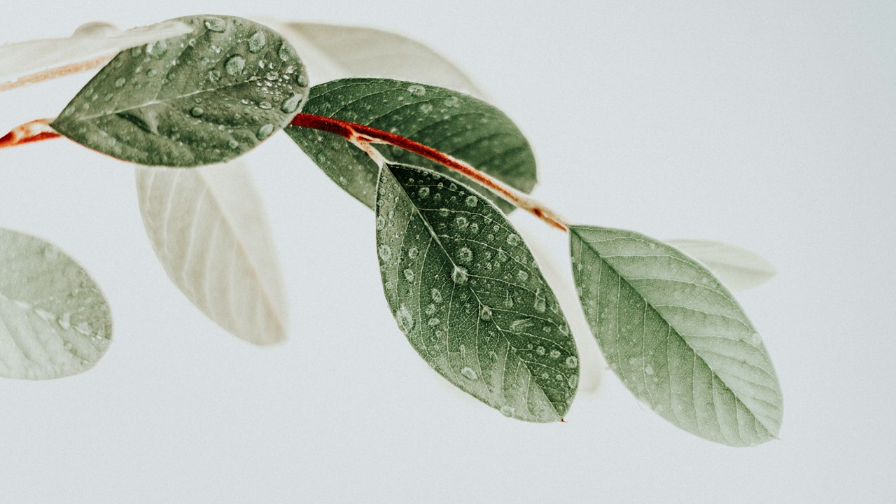 Planta en suelo muy húmedo para revisar exceso de riego