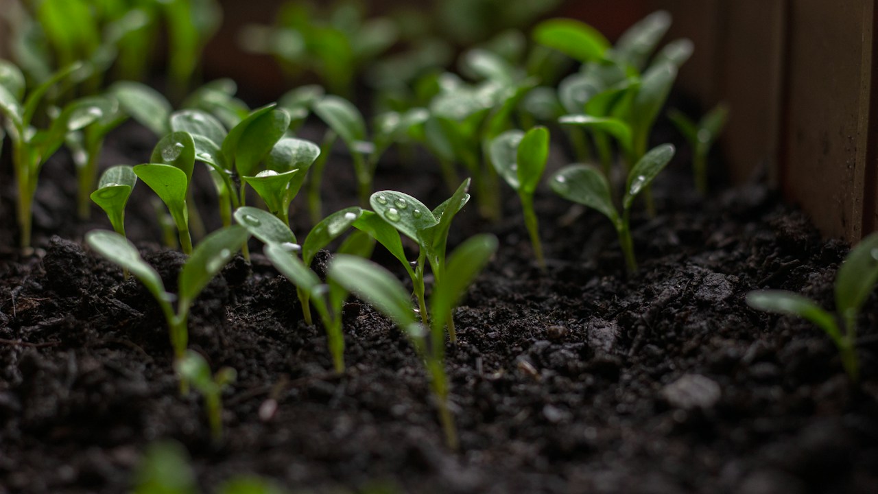 Planta joven en maceta durante su etapa de crecimiento inicial