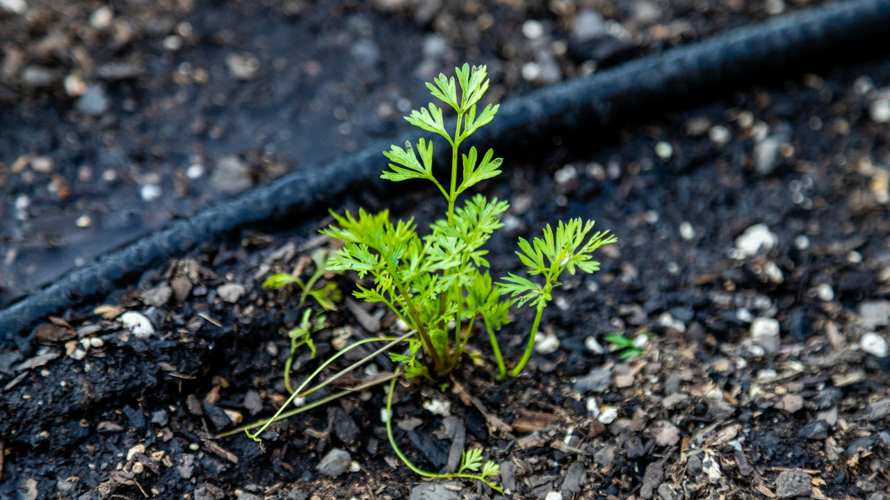 Planta joven creciendo en la tierra después de establecerse