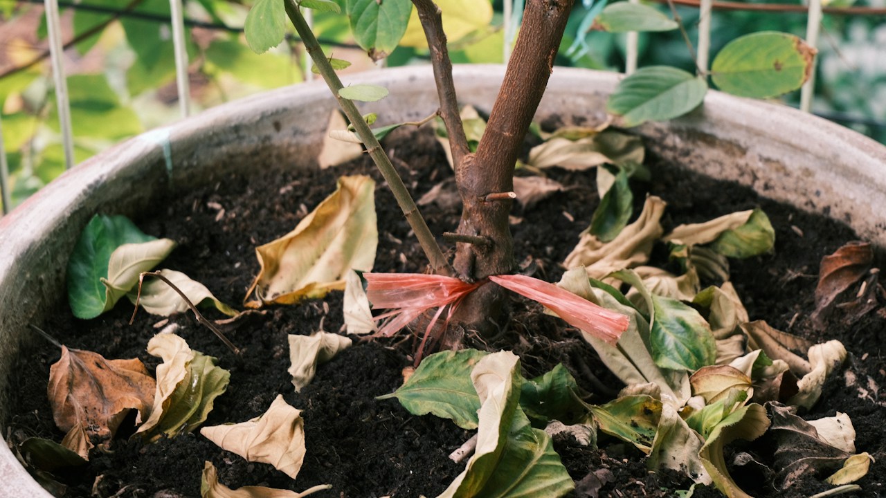 Planta en maceta con hojas decaídas que requiere revisar humedad y raíces