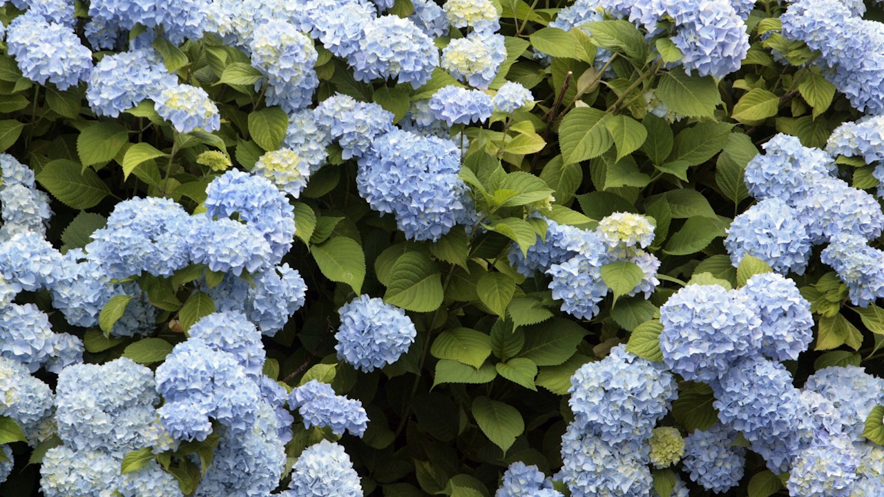 Hortensia joven plantada en un suelo húmedo y drenante