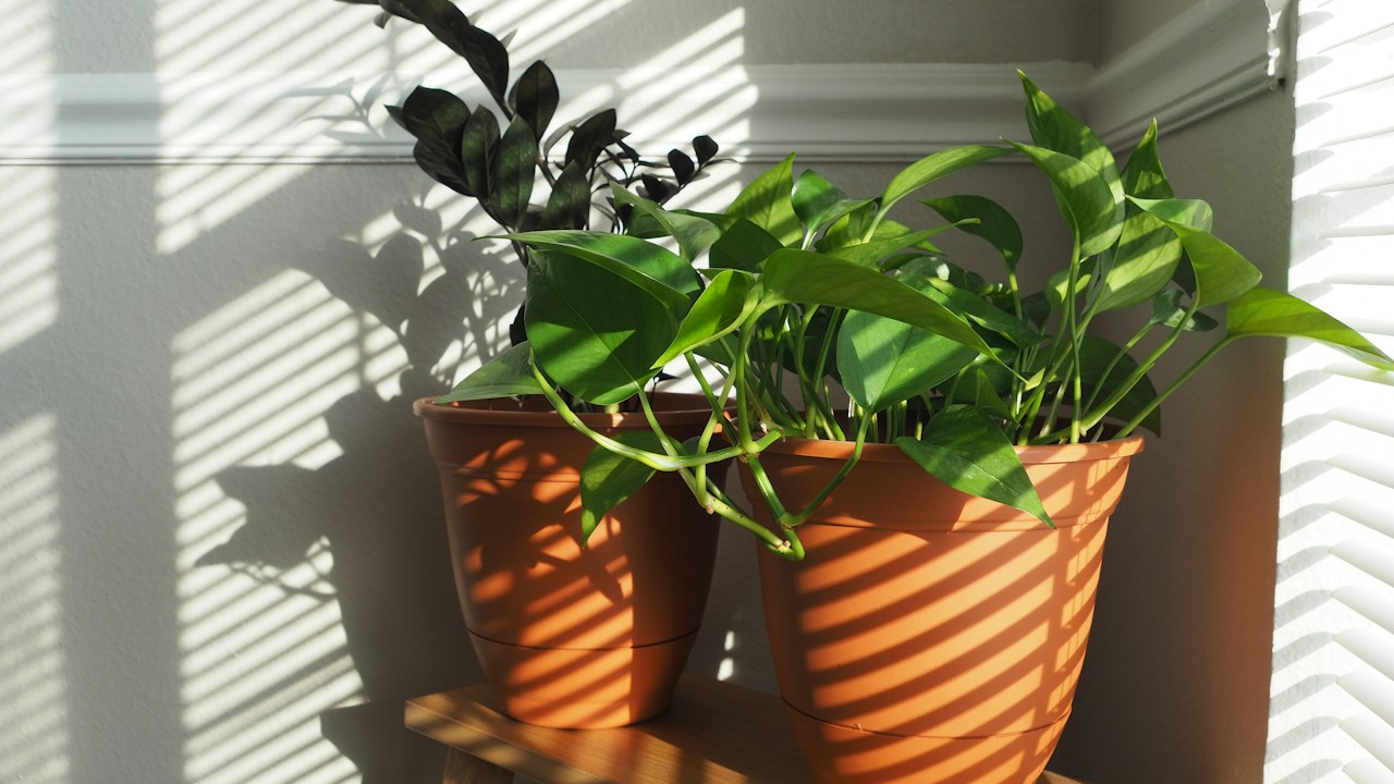 Plantas de interior colocadas cerca de una ventana luminosa