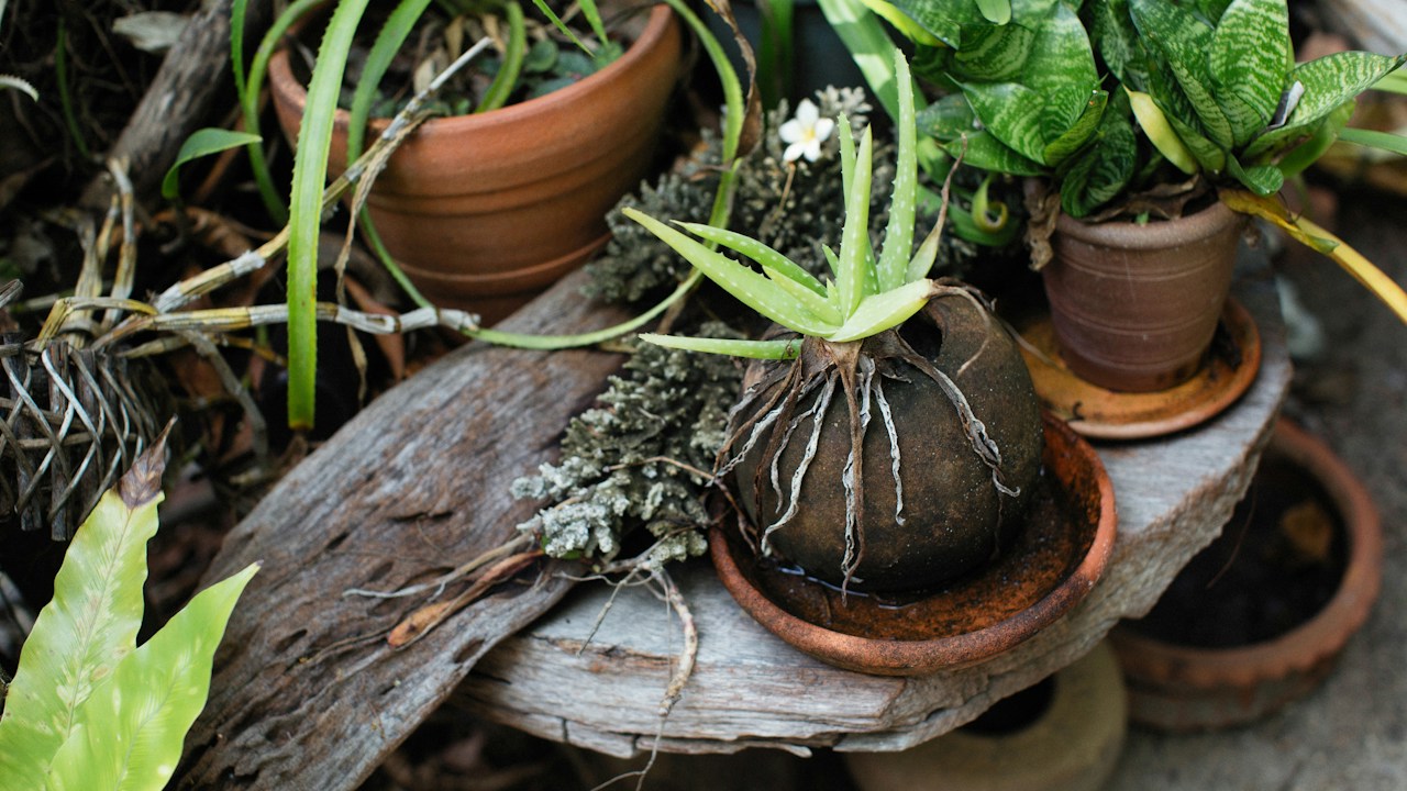 Conjunto de plantas en recipientes apropiados para su tamaño