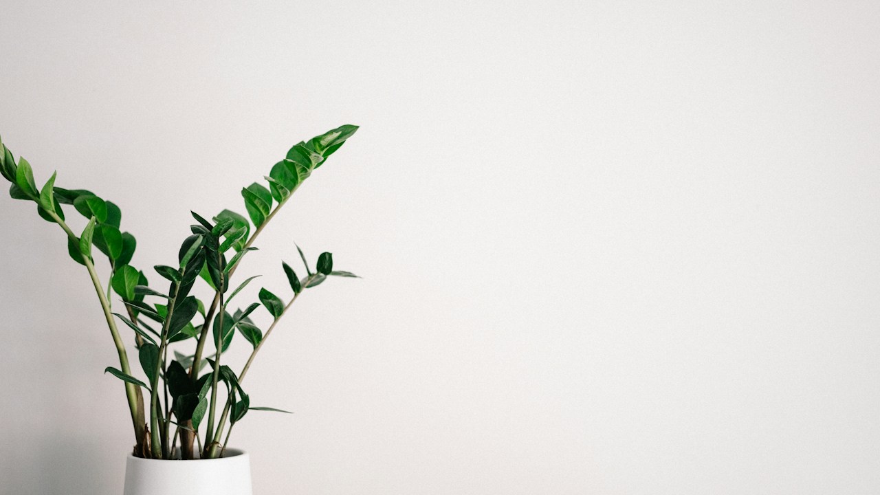 Planta de interior resistente en una maceta de cerámica blanca