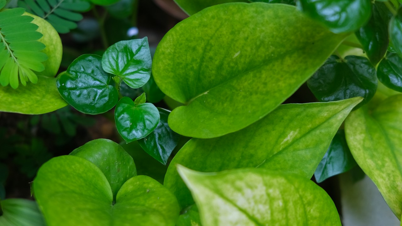 Detalle de hojas tropicales verdes y vigorosas