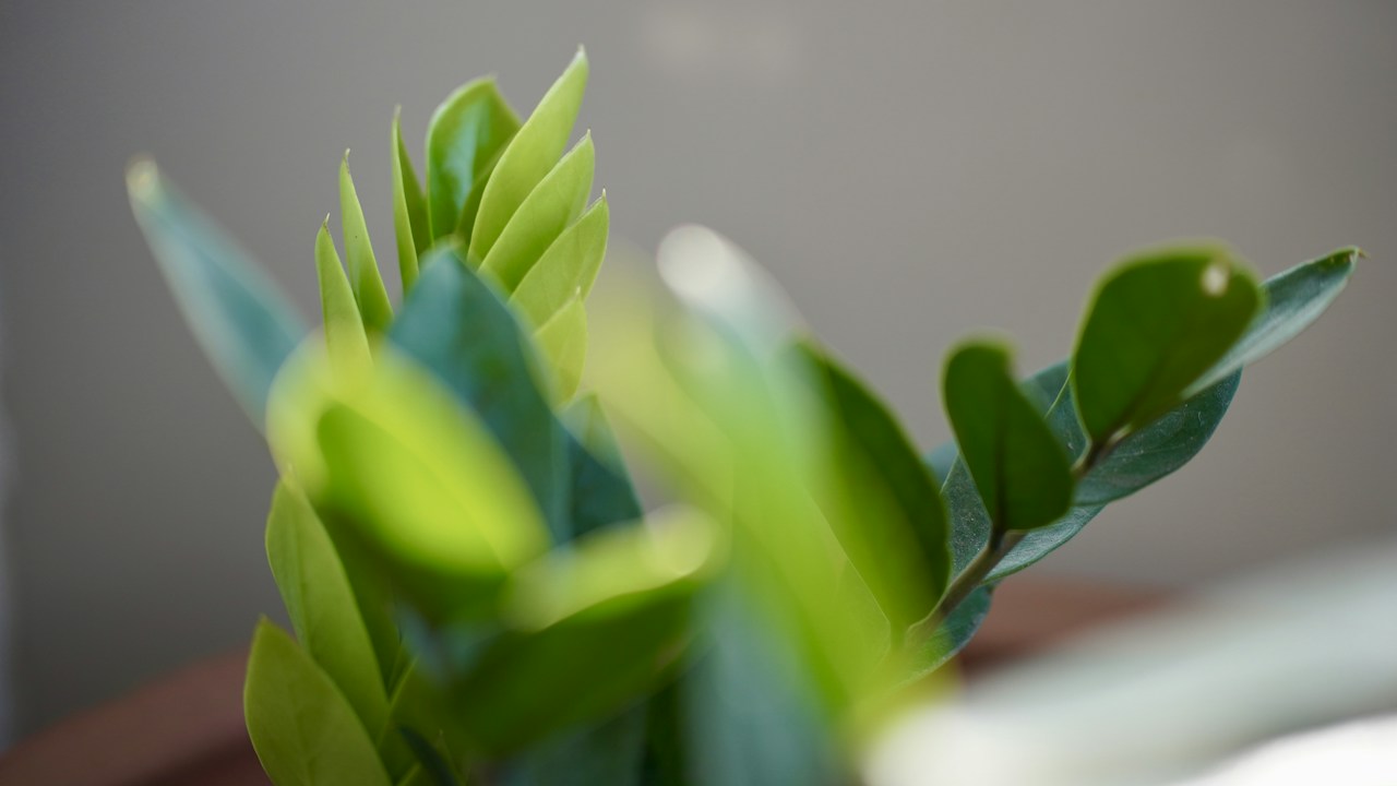 Hojas verdes sanas de una planta de interior con luz suave