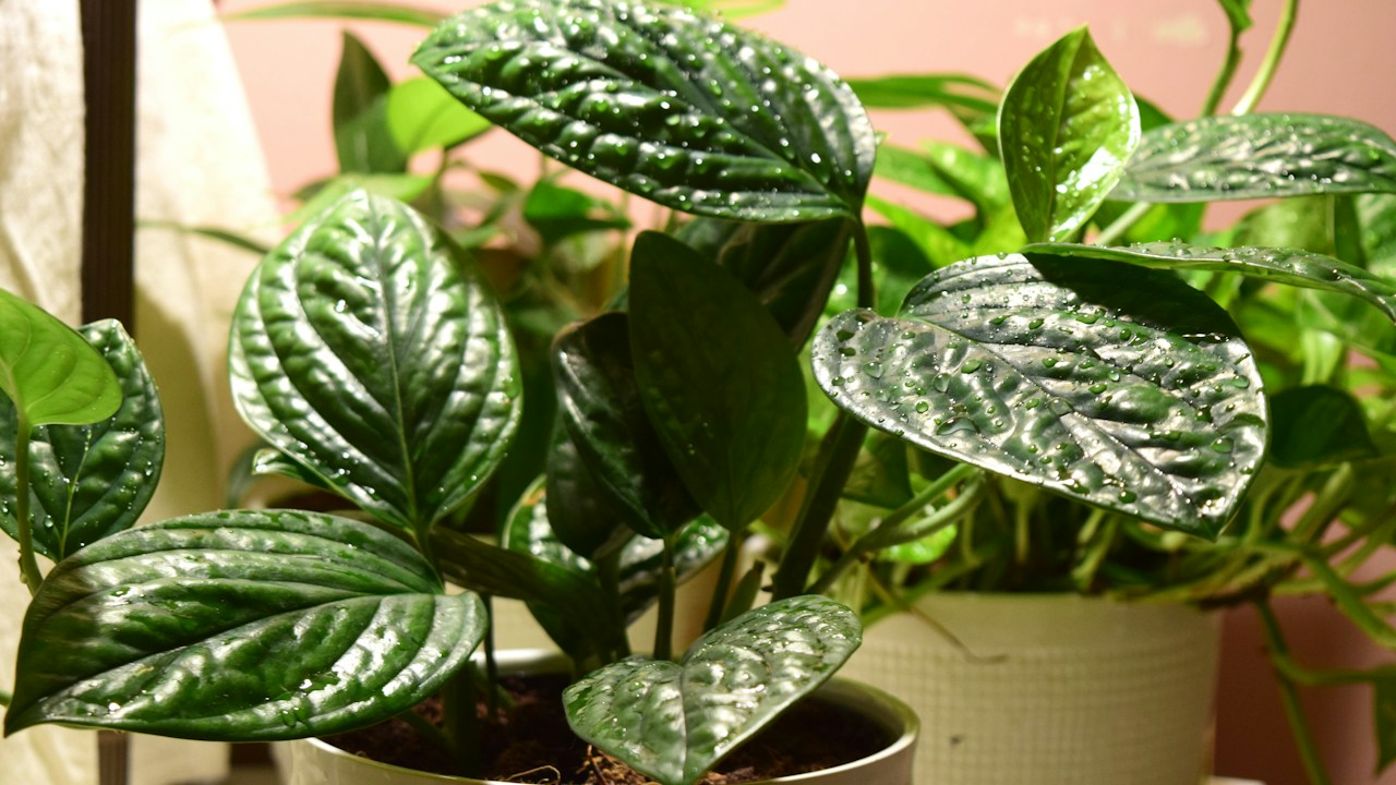 Planta de interior con hojas verdes de patrón marcado