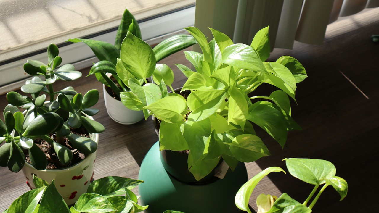 Colección de plantas resistentes en macetas sobre una mesa