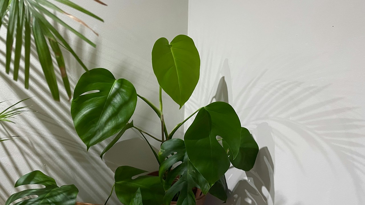 Varias plantas de interior agrupadas en una habitación
