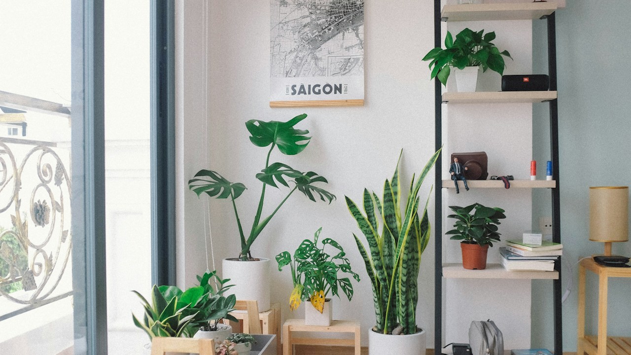 Plantas en macetas colocadas junto a una ventana luminosa