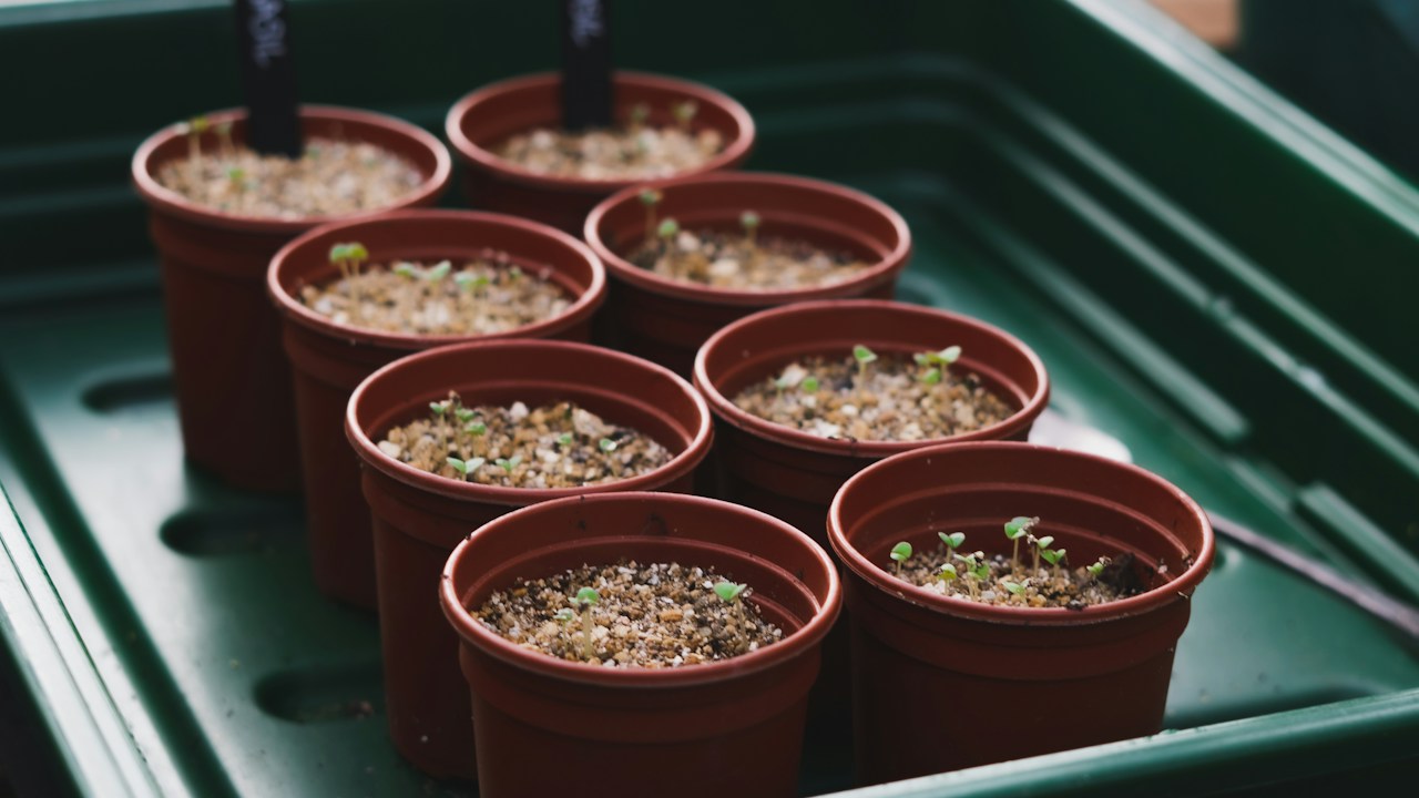Grupo de plantas jóvenes en macetas colocadas al aire libre