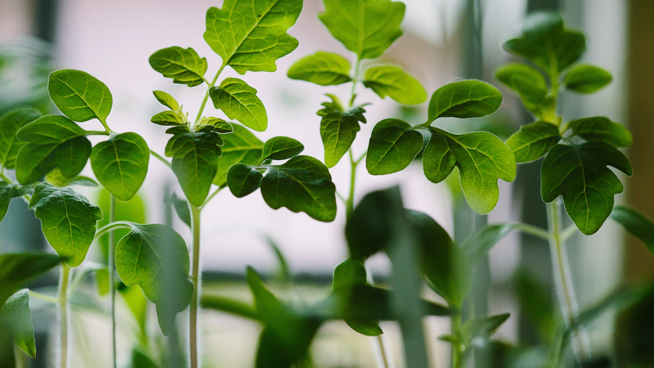 Plántulas con hojas verdes durante su desarrollo
