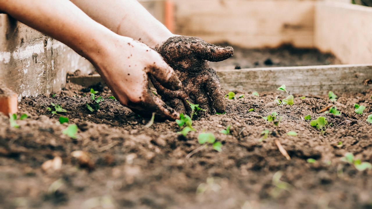 Preparación del suelo con materia orgánica antes de plantar