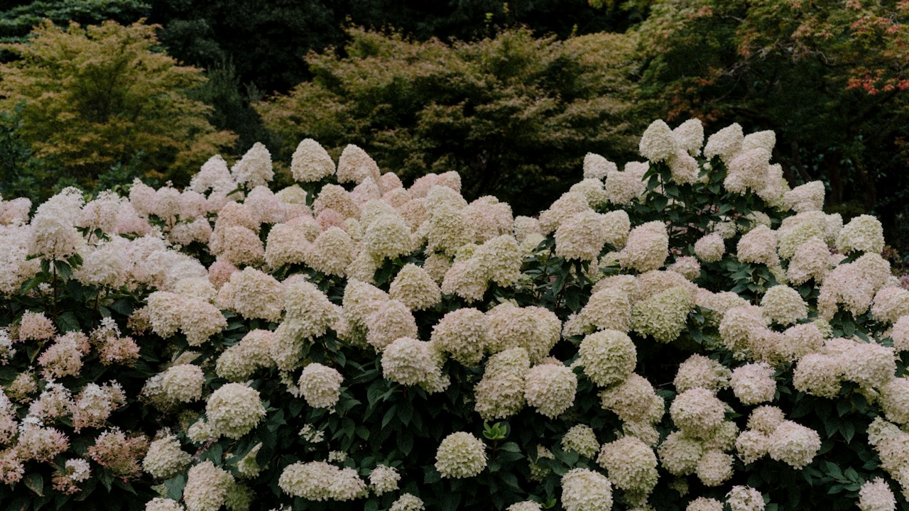Hortensias protegidas del sol intenso del mediodía