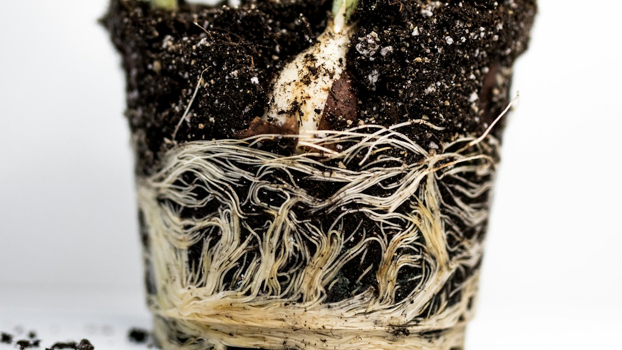 Raíces visibles alrededor del cepellón al retirar una planta de su recipiente
