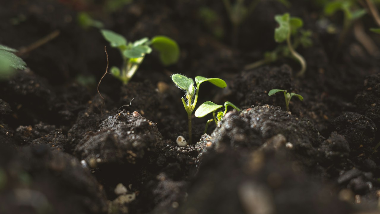 Planta creciendo en suelo que debe evaluarse antes de añadir nutrientes