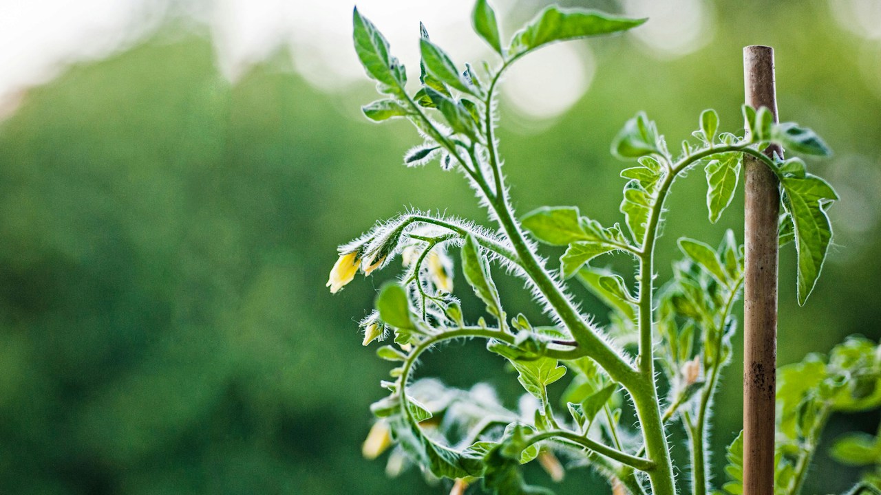 Ramas con follaje suficiente para proteger los frutos