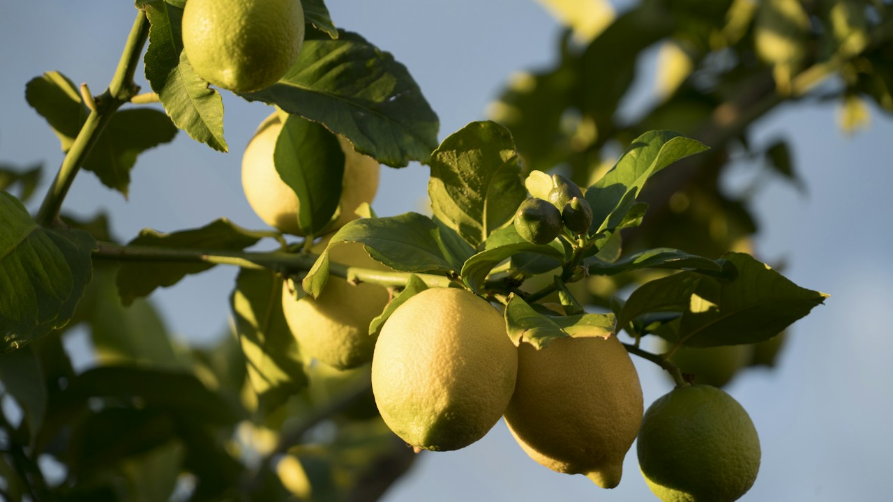 Limones amarillos entre hojas verdes bajo un cielo despejado