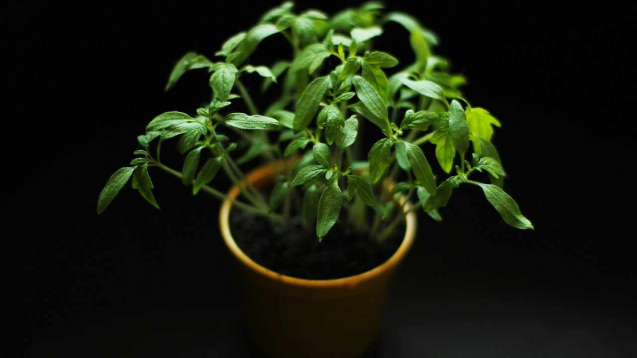 Planta en recipiente con espacio para un drenaje adecuado