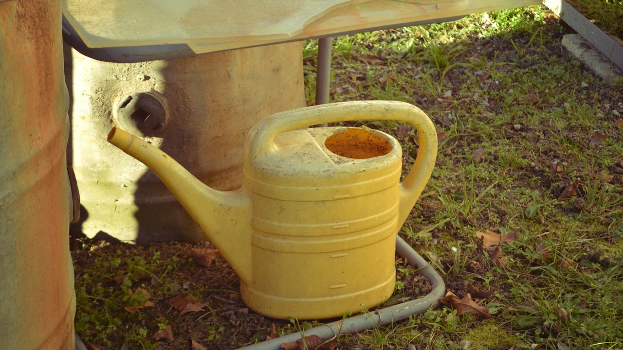 Regadera utilizada para dosificar el agua del cultivo