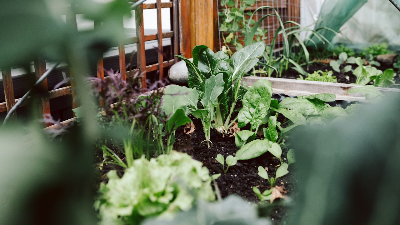 Hojas y restos vegetales aprovechados para producir abono