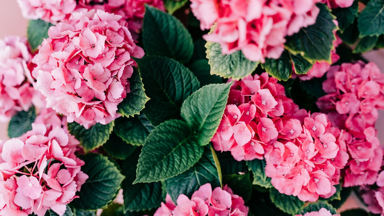 Flores marchitas retiradas de una hortensia