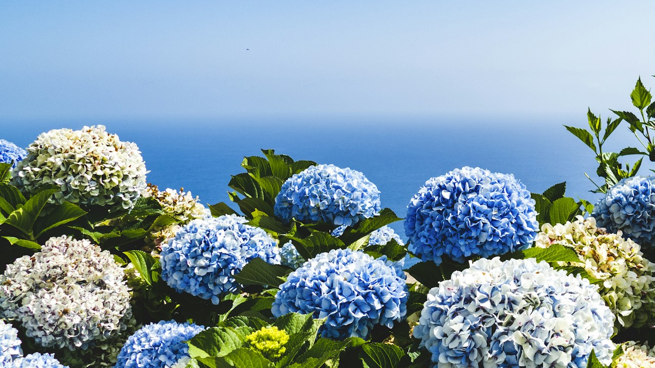 Hojas de hortensia revisadas para detectar plagas o manchas
