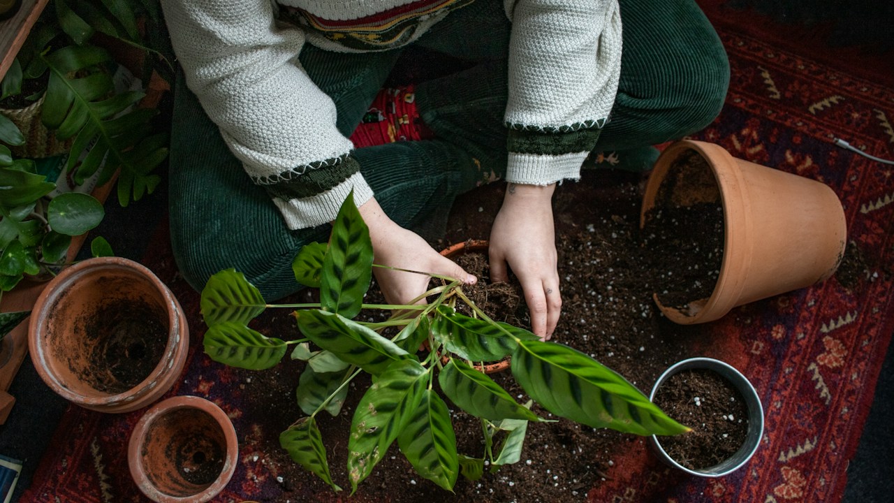 Persona revisando plantas en maceta antes de volver a regar