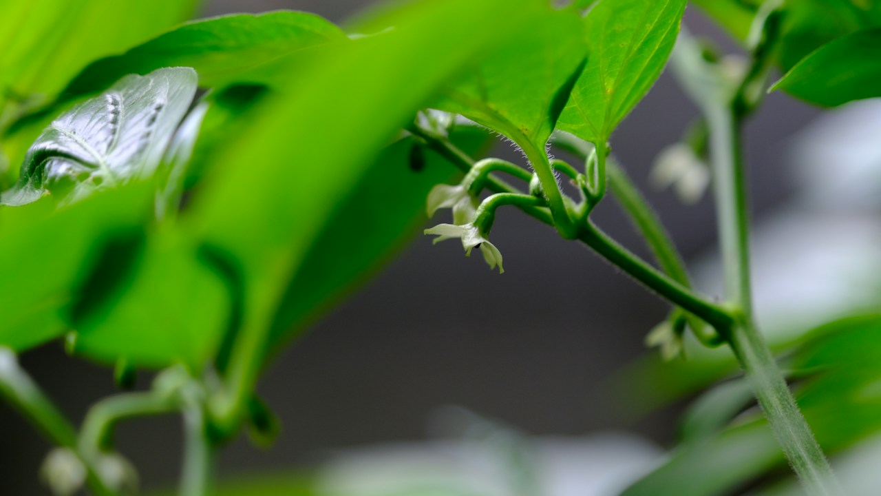 Follaje y flores de una planta de chile para revisar posibles plagas