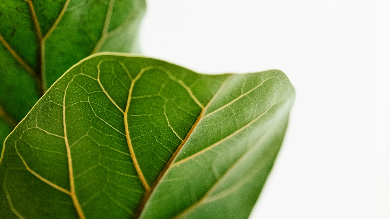 Detalle de hojas verdes durante una revisión visual de la planta