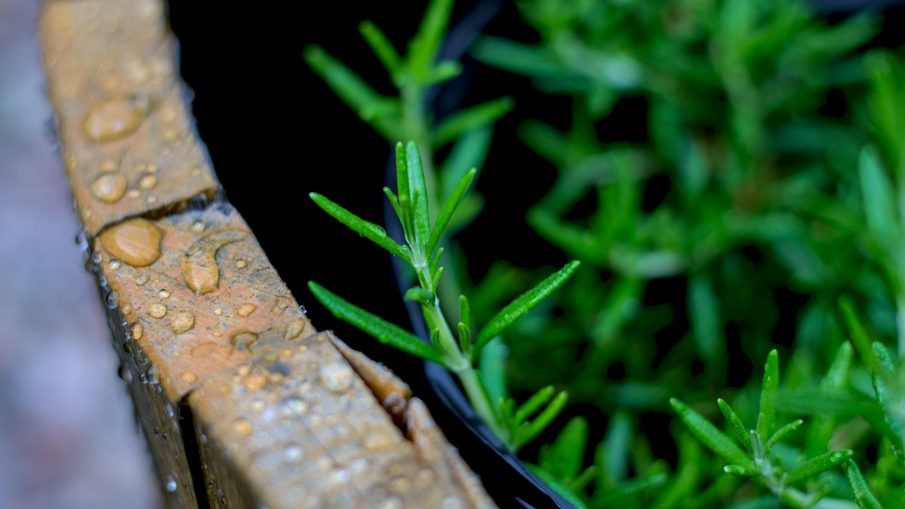 Riego moderado de una planta aromática después de la cosecha
