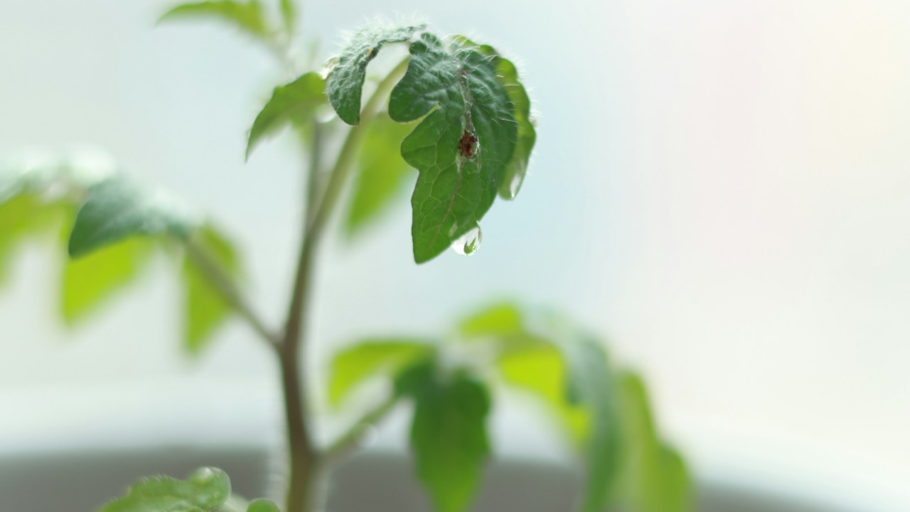 Planta joven de tomate con gotas de agua sobre las hojas