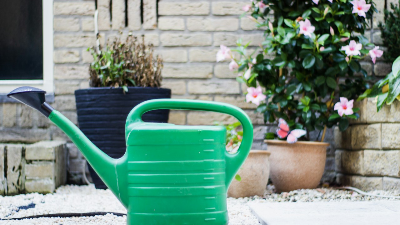 Regadera verde preparada para hidratar plantas del jardín