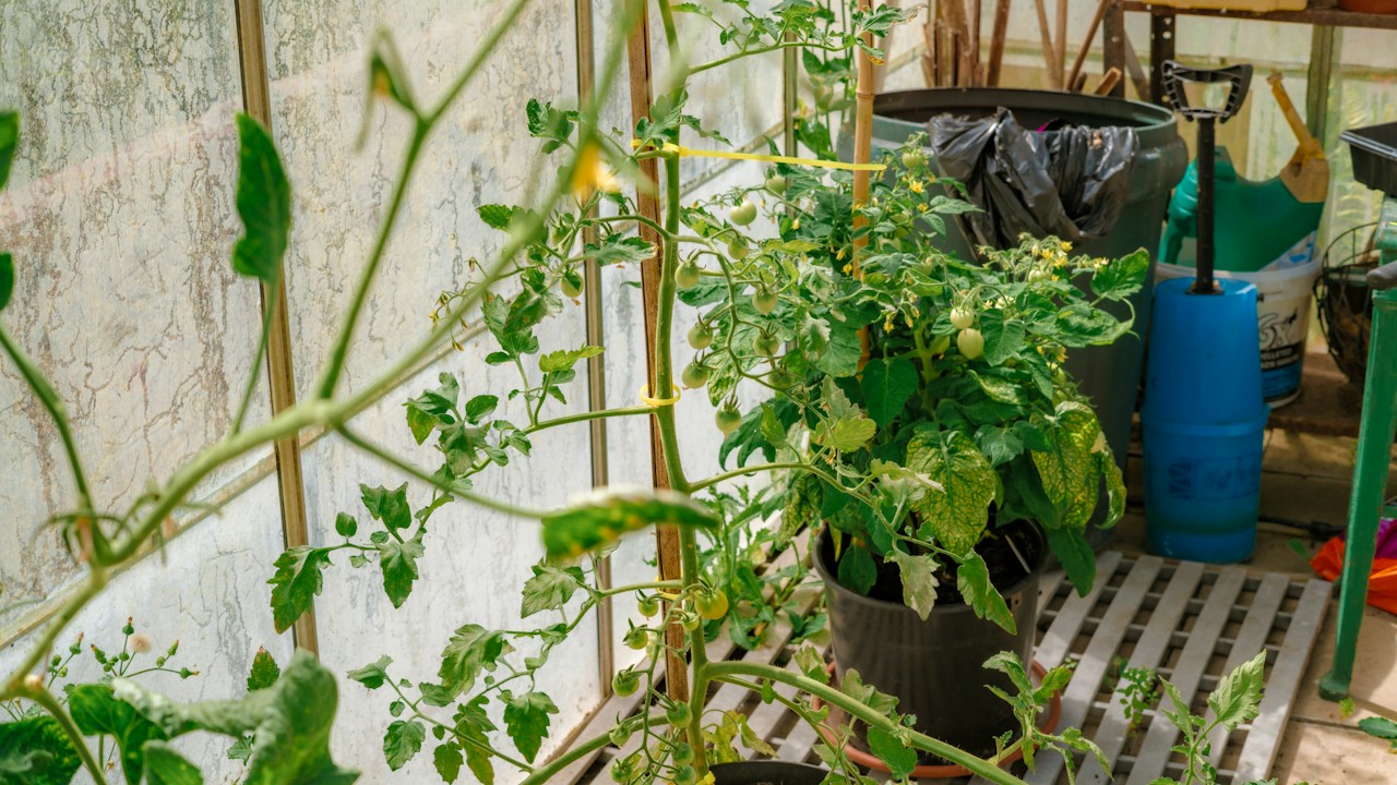 Tomateras cultivadas en invernadero con riego regular