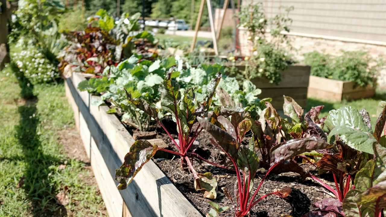 Filas de plantas con espacio para recibir luz y ventilación