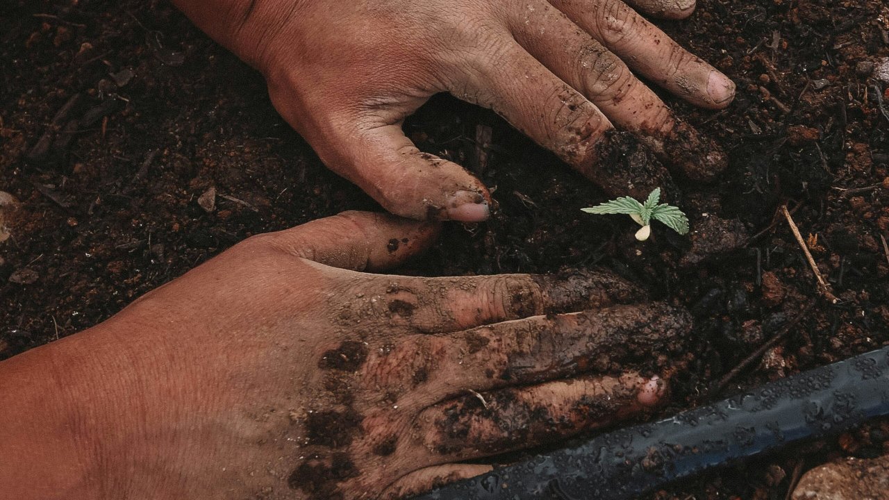 Manos preparando el suelo durante la siembra