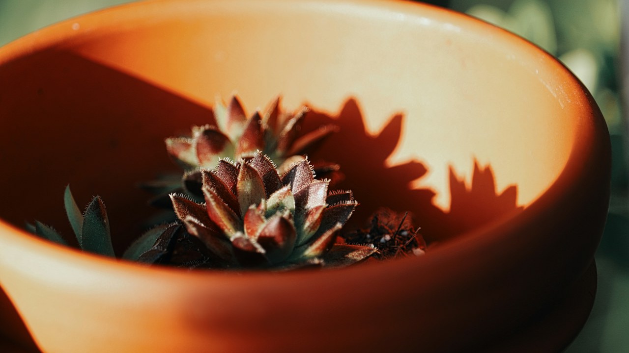 Suculenta cultivada en una maceta de terracota con buen drenaje