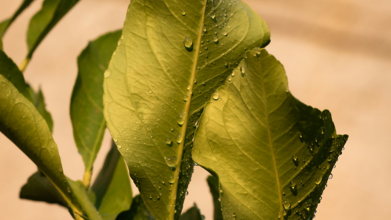 Detalle de la superficie de una hoja durante la búsqueda de síntomas