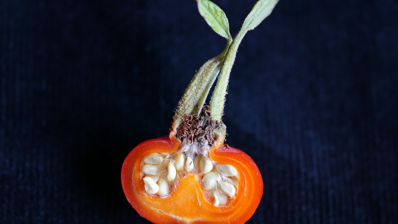 Tomate con lesión oscura en el extremo floral