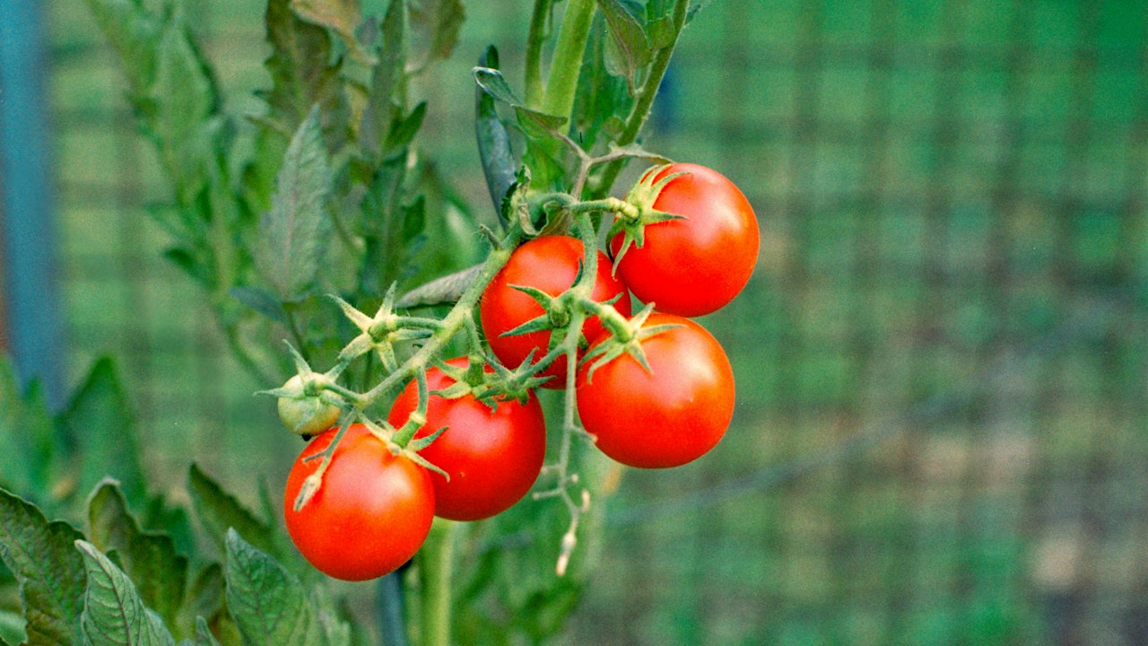 Tomatera con follaje aireado después de una poda moderada