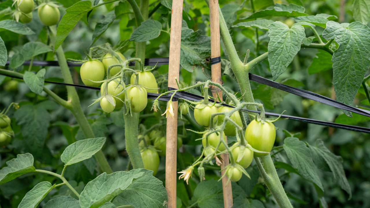 Tomatera con frutos verdes y soporte vertical
