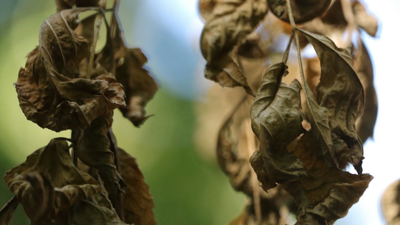 Tomatera con hojas decaídas por falta de agua