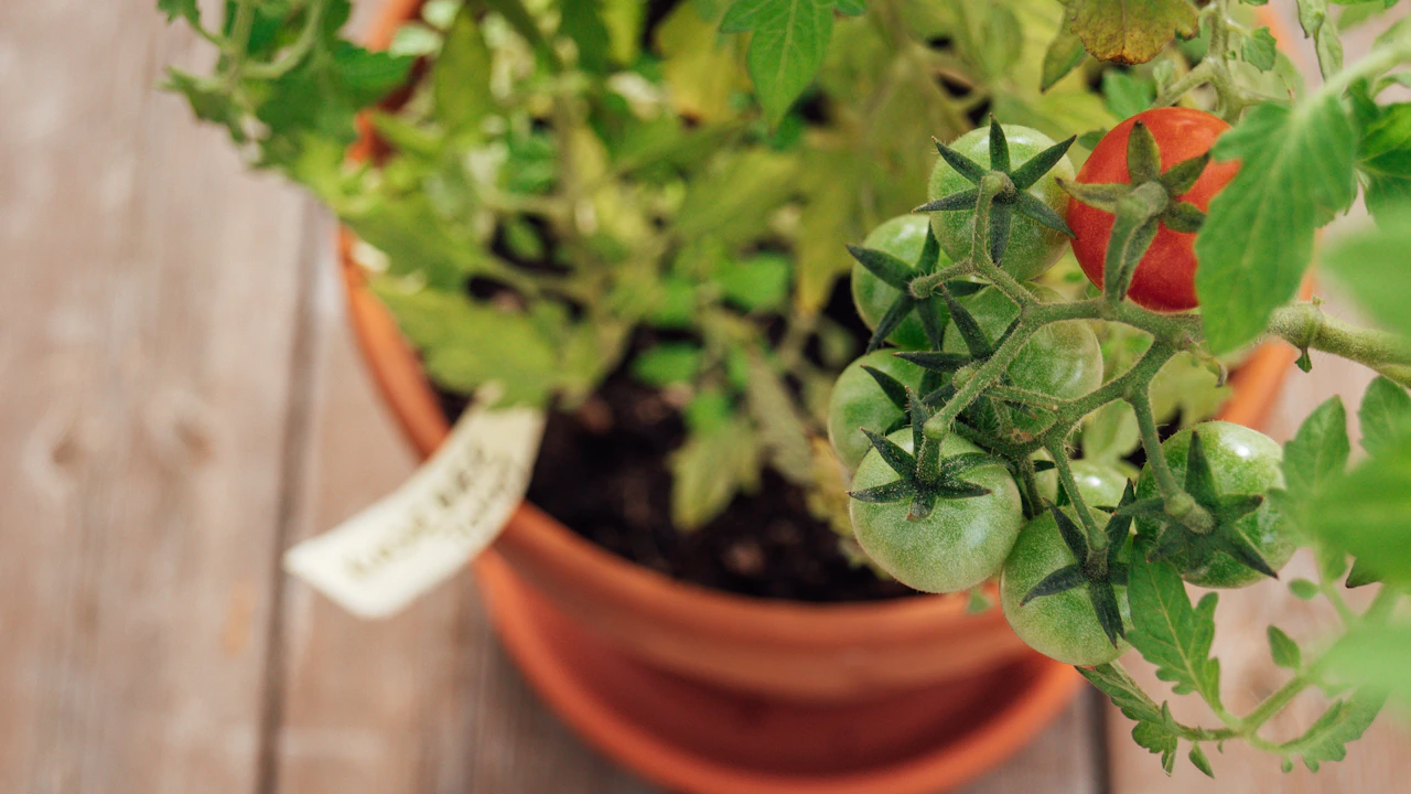 Tomatera cultivada en maceta con frutos en desarrollo